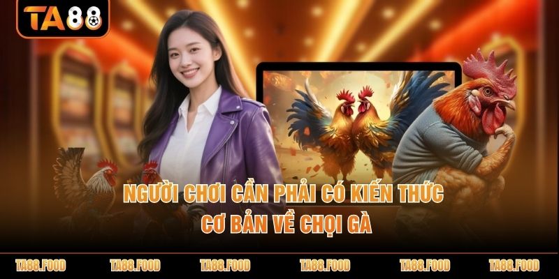 Đá gà Thomo